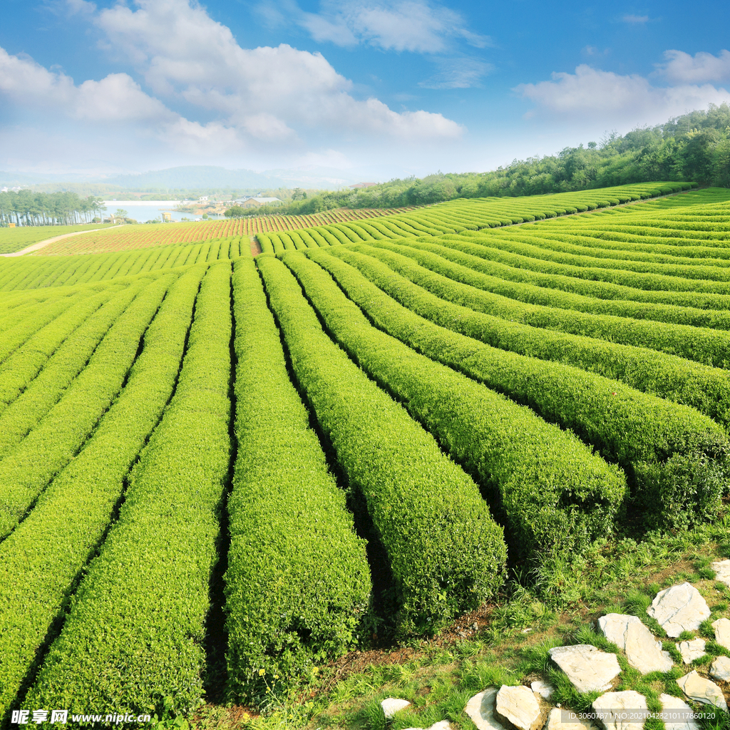 有机绿茶茶园