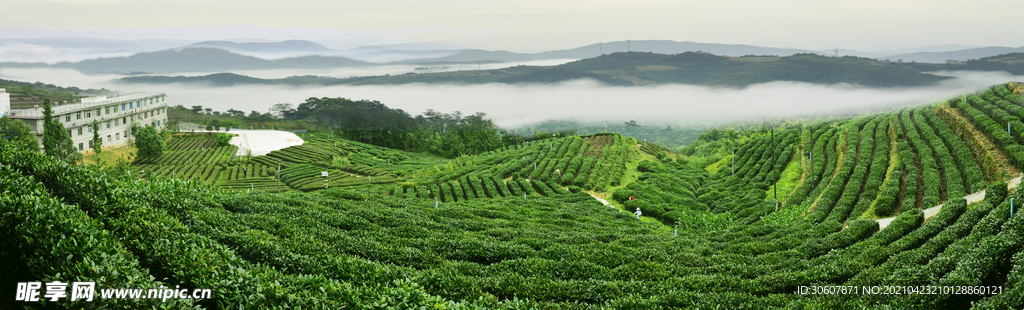 有机绿茶茶园