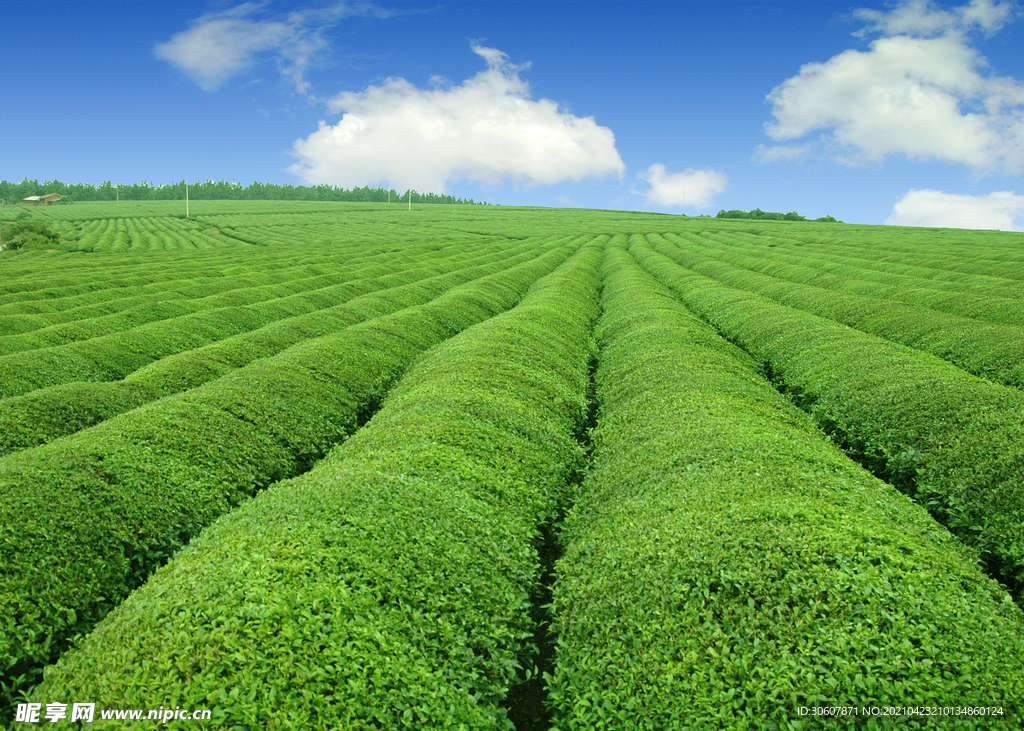 有机绿茶茶园