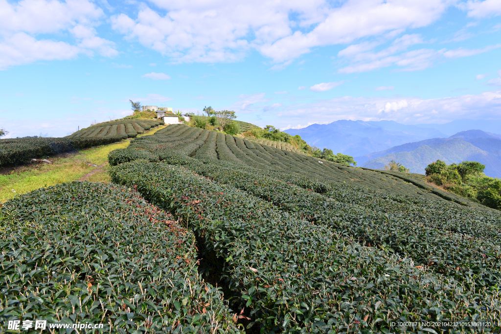 有机绿茶茶园