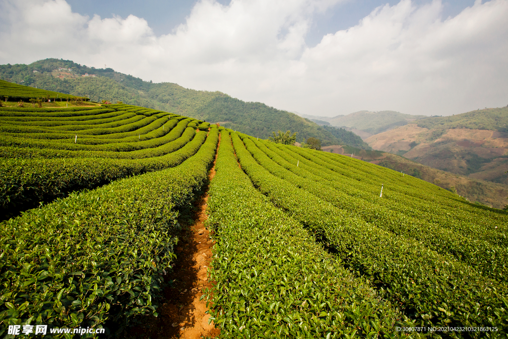 有机茶园梯田