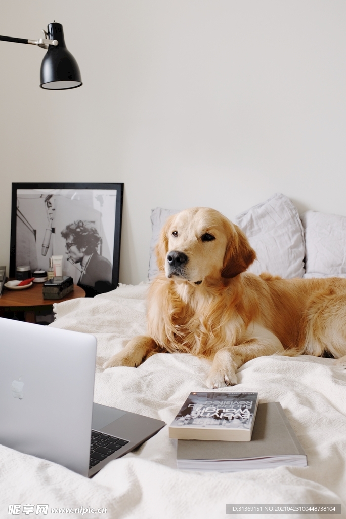 躺床上的金毛犬