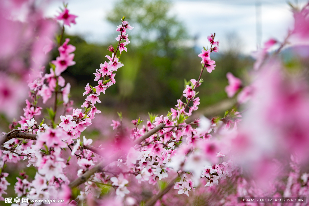 桃花