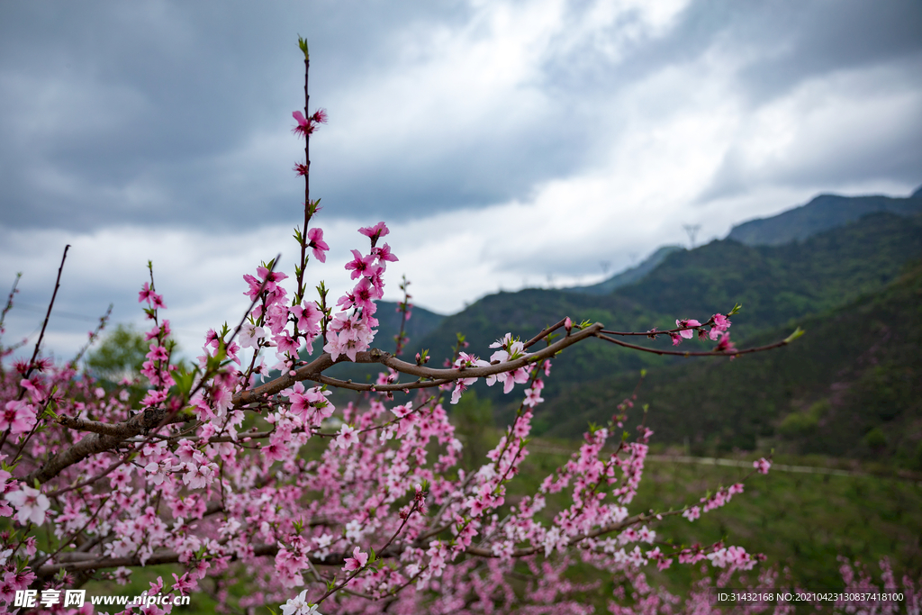 桃花