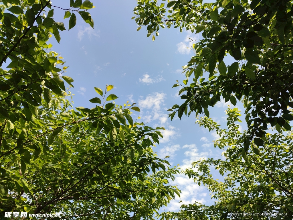 树叶