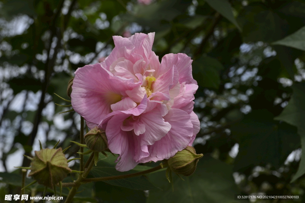 芙蓉花
