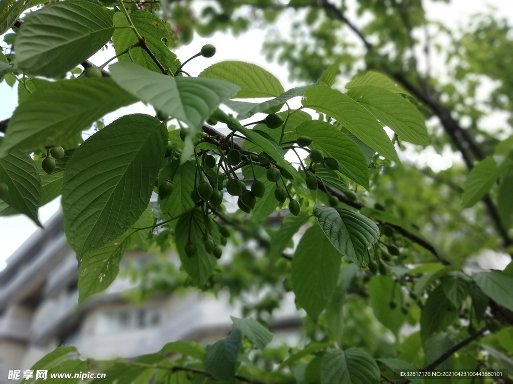 樱花树果