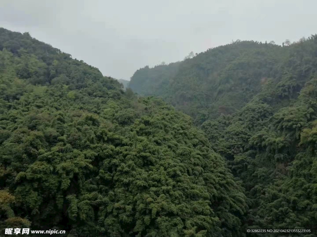 竹海  