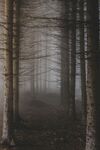 雾气中的森林