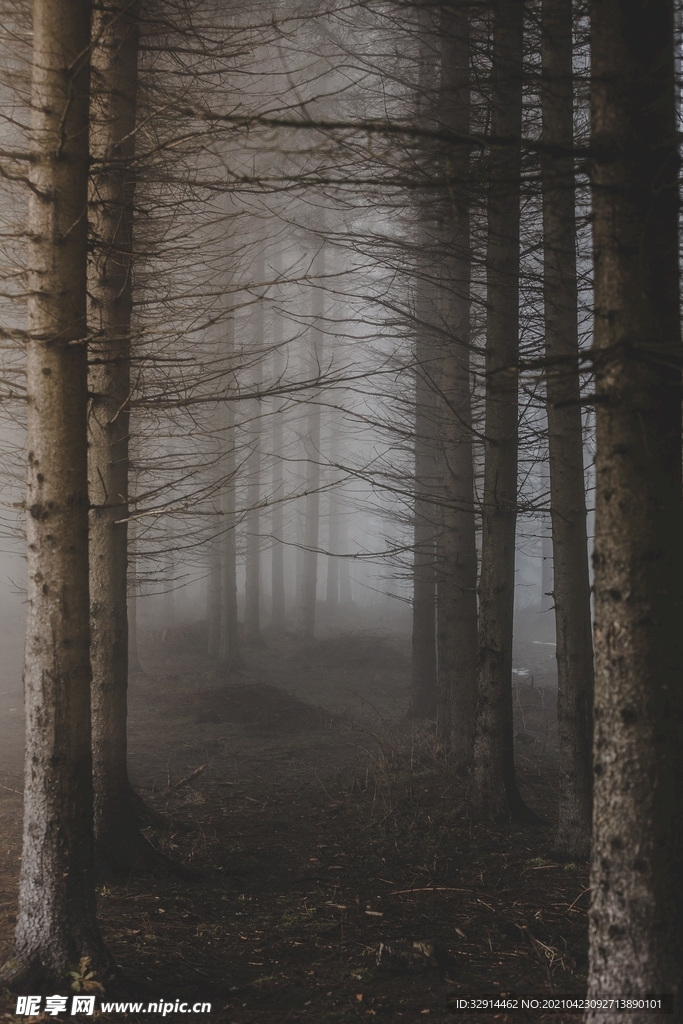 雾气中的森林