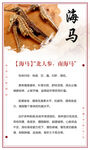 中药海马介绍