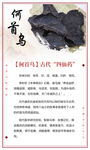 中药何首乌