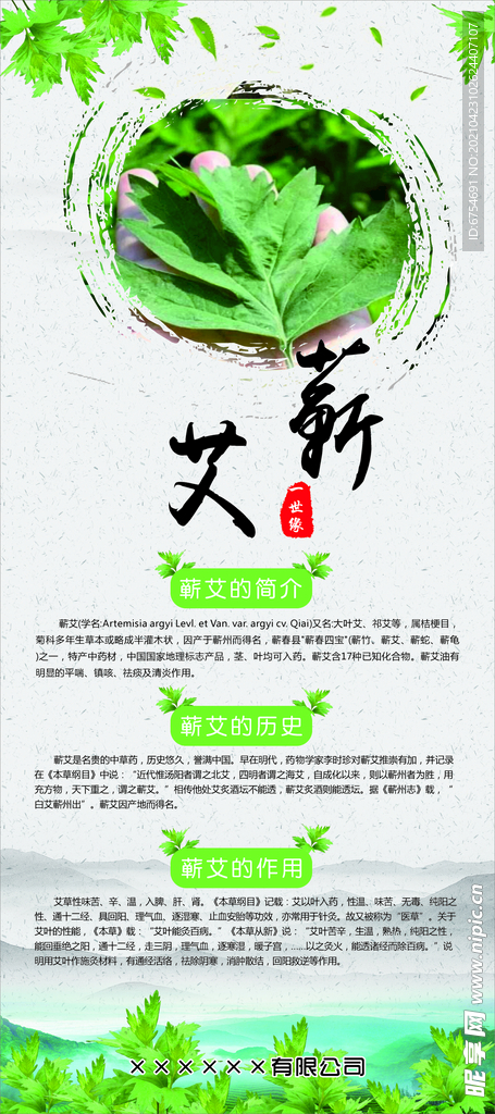 蕲艾