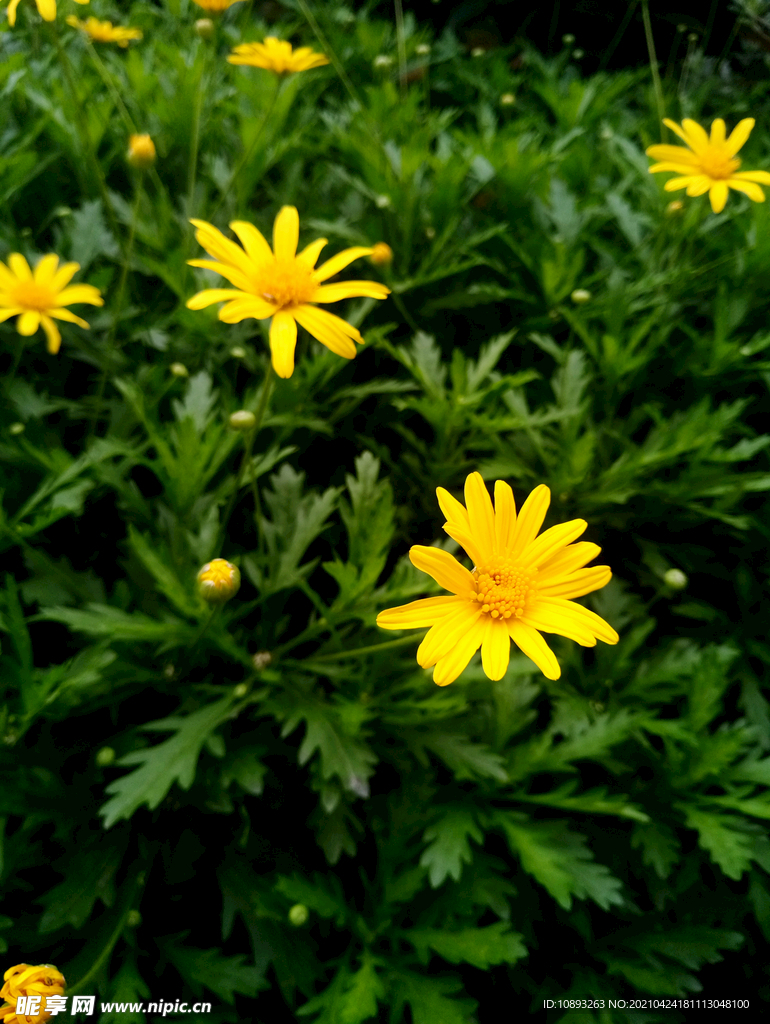 花园里的茼蒿菊