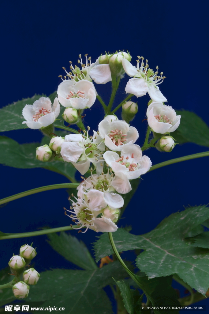 山楂花 
