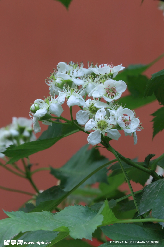 山楂花 