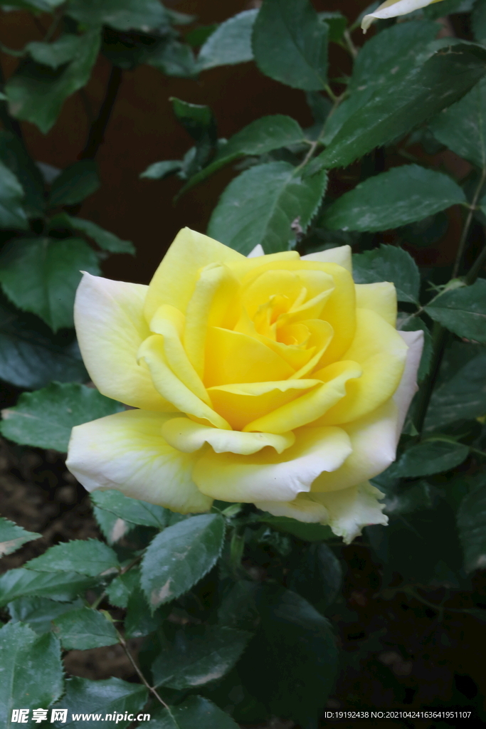 月季花  