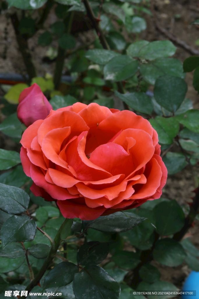 月季花 