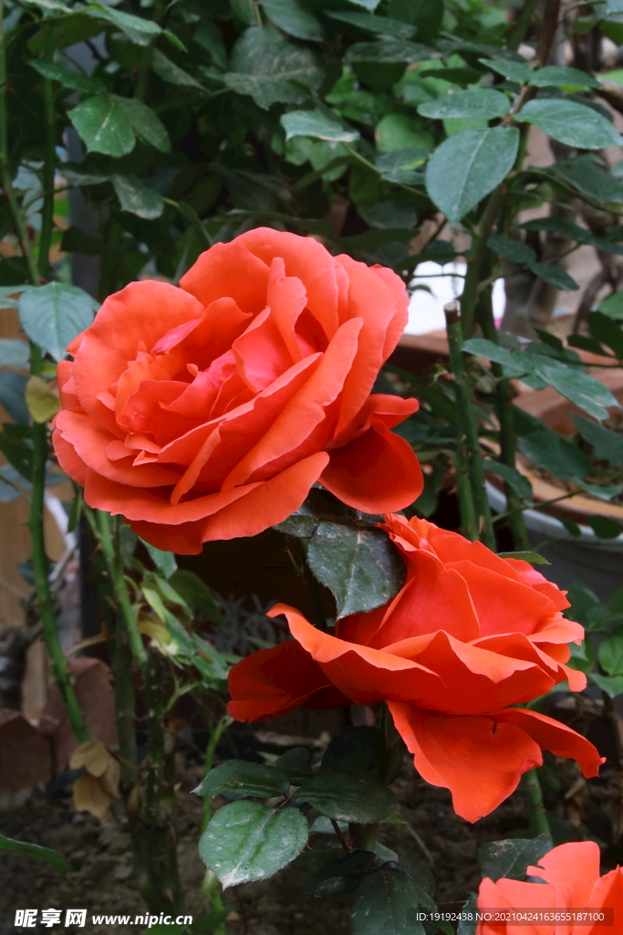月季花