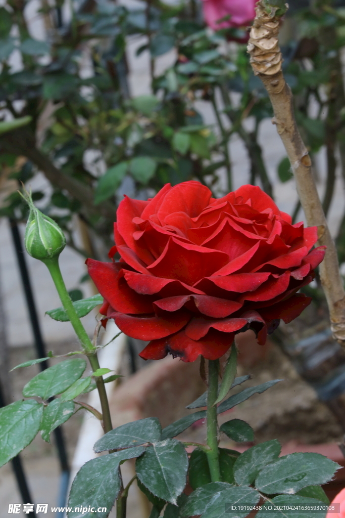 月季花 