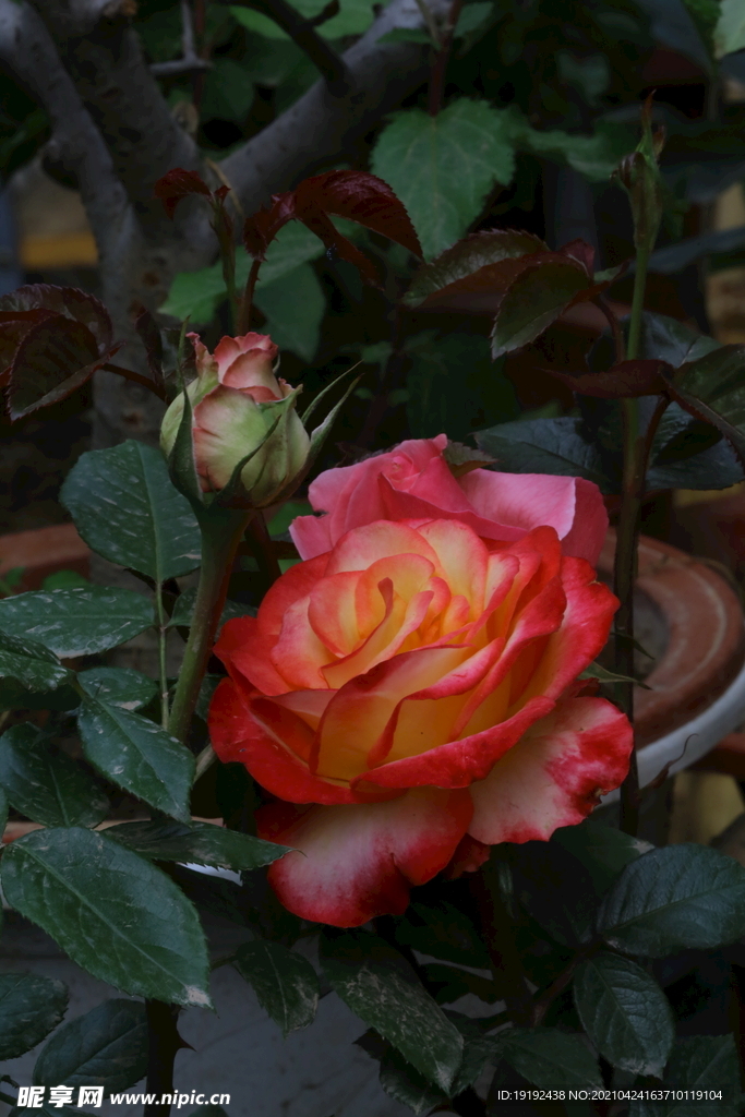 月季花