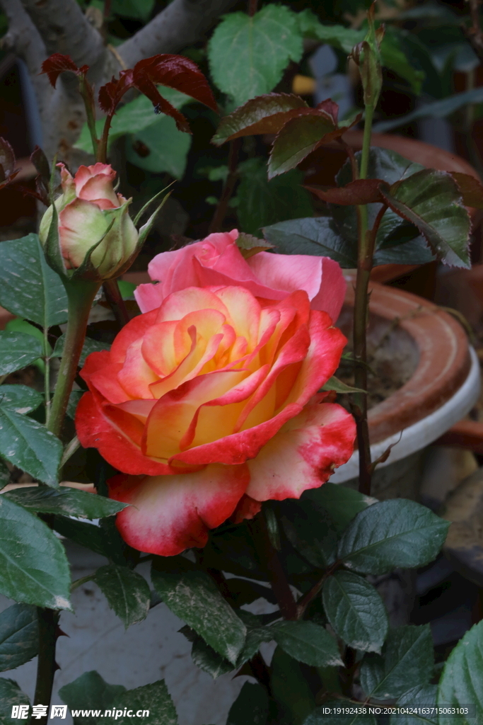 月季花  