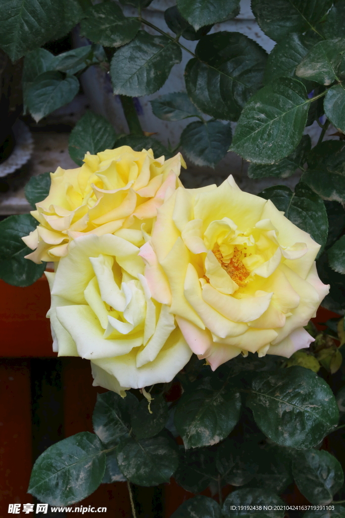 月季花 