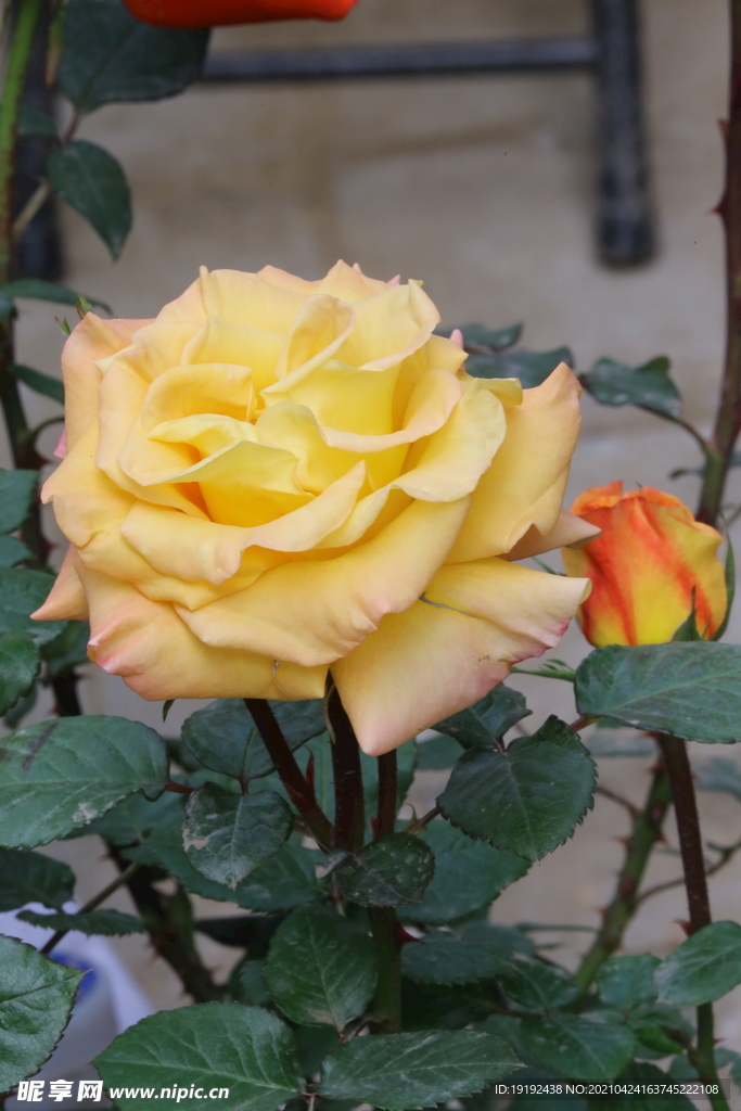 月季花