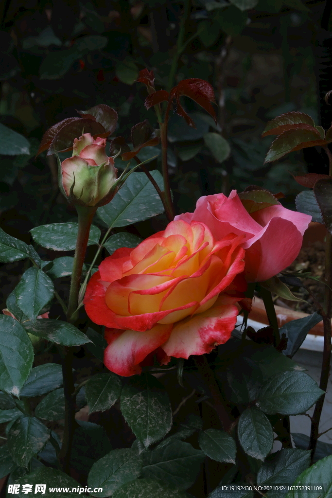 月季花