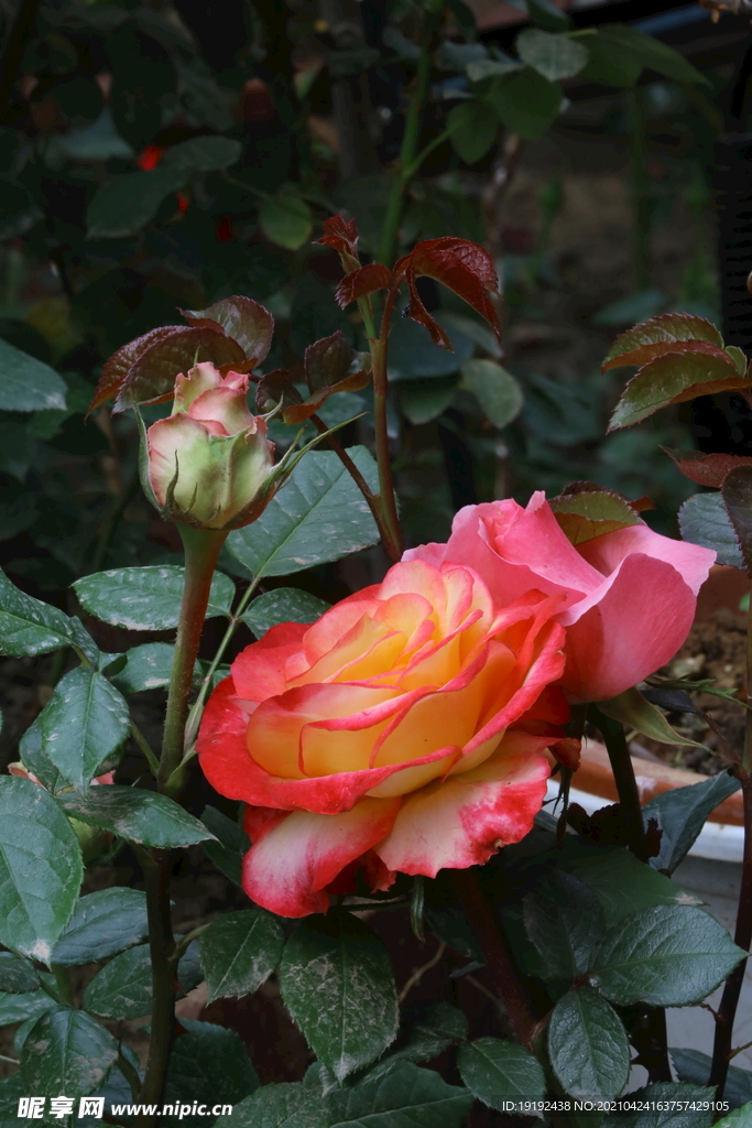 月季花