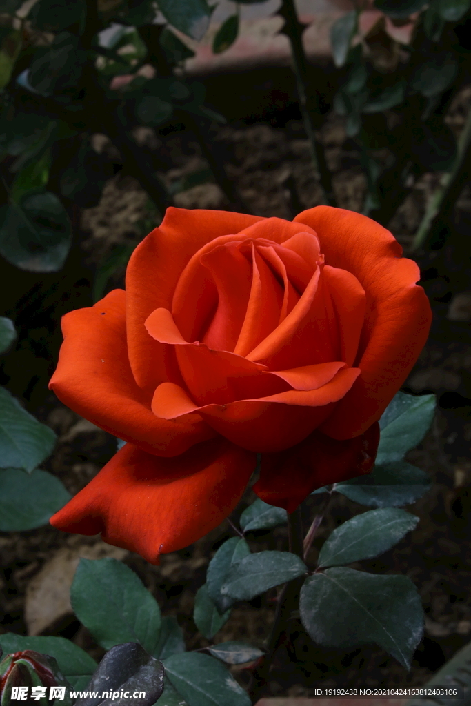月季花 