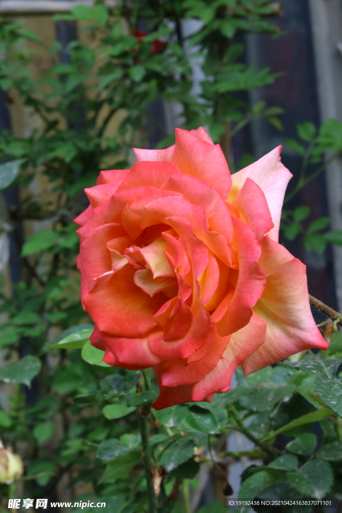 月季花
