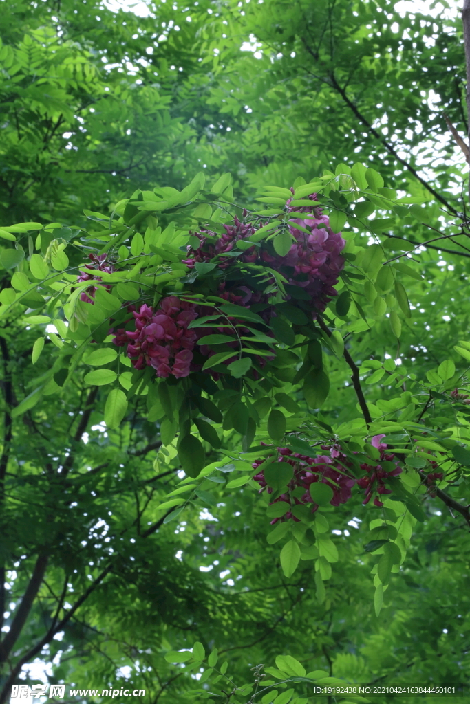 紫槐花