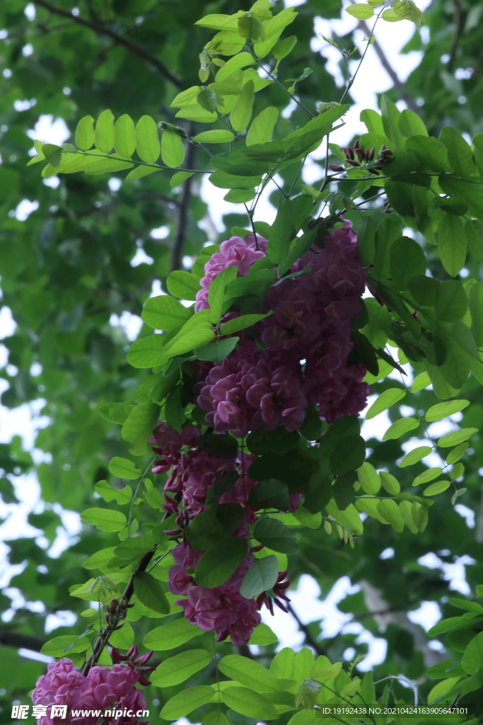 紫槐花 