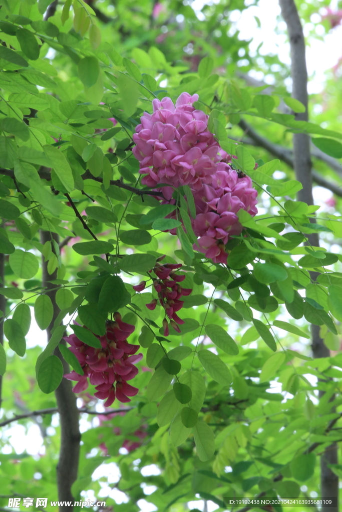 紫槐花 