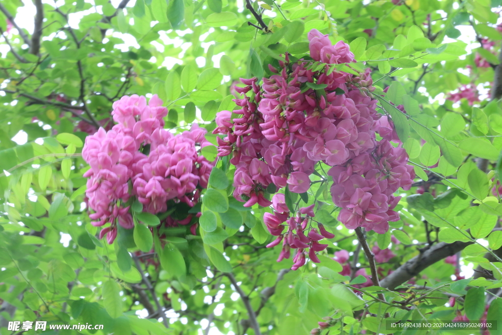 紫槐花 