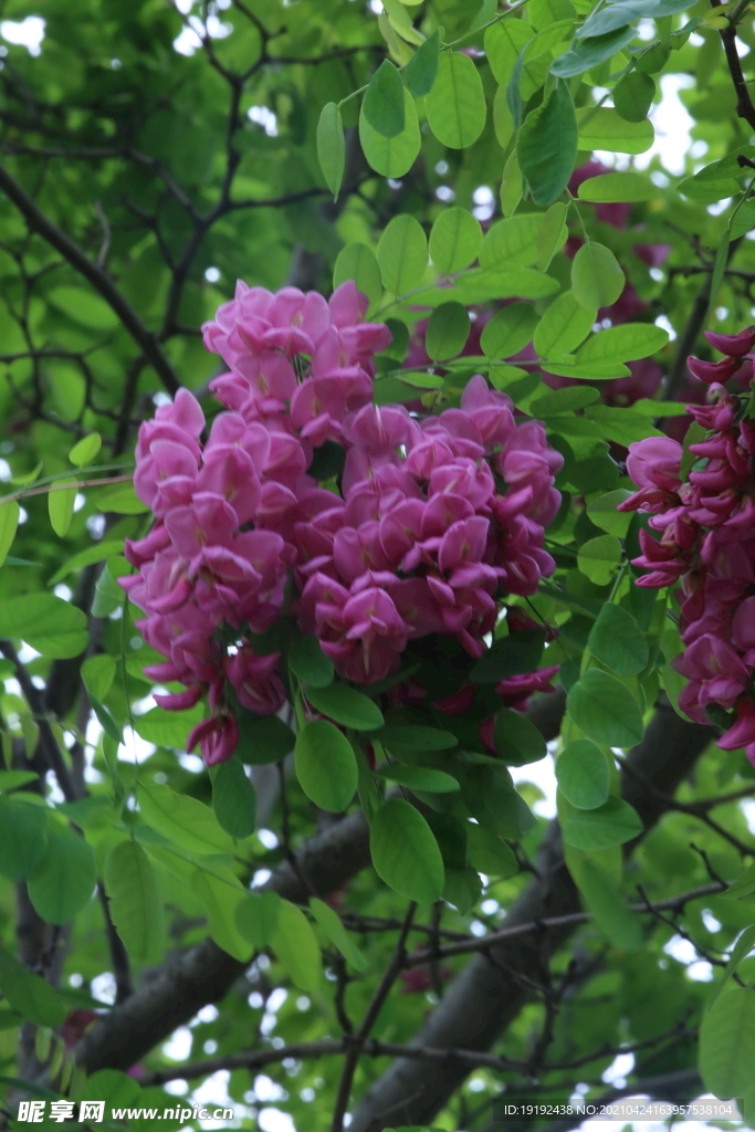 紫槐花