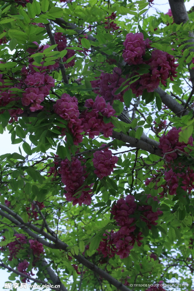 紫槐花 