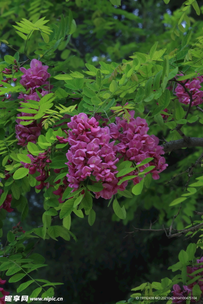 紫槐花