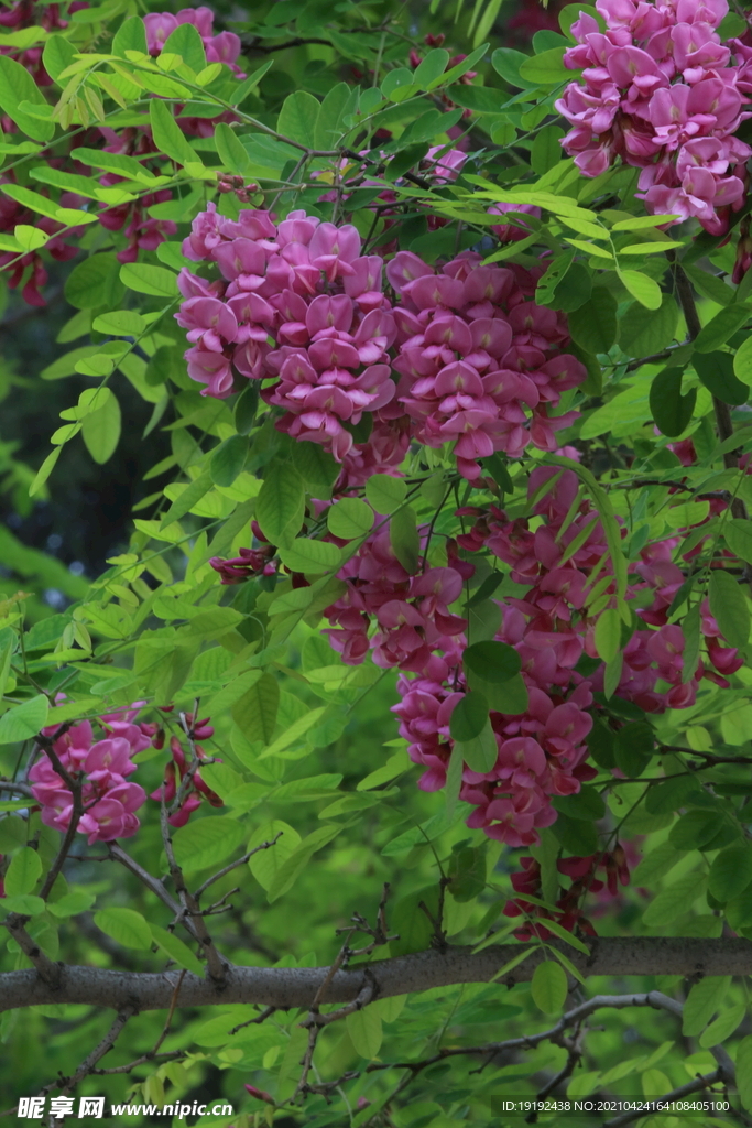 紫槐花 