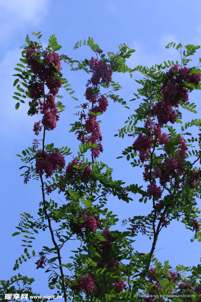 紫槐花