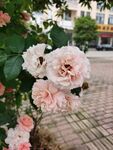 白色月季花