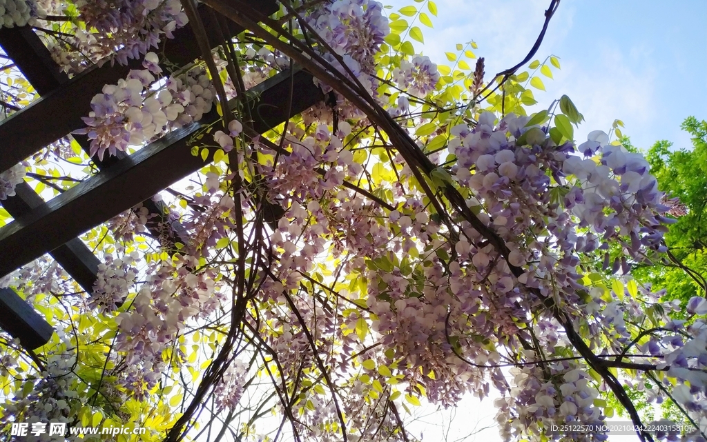 紫藤花