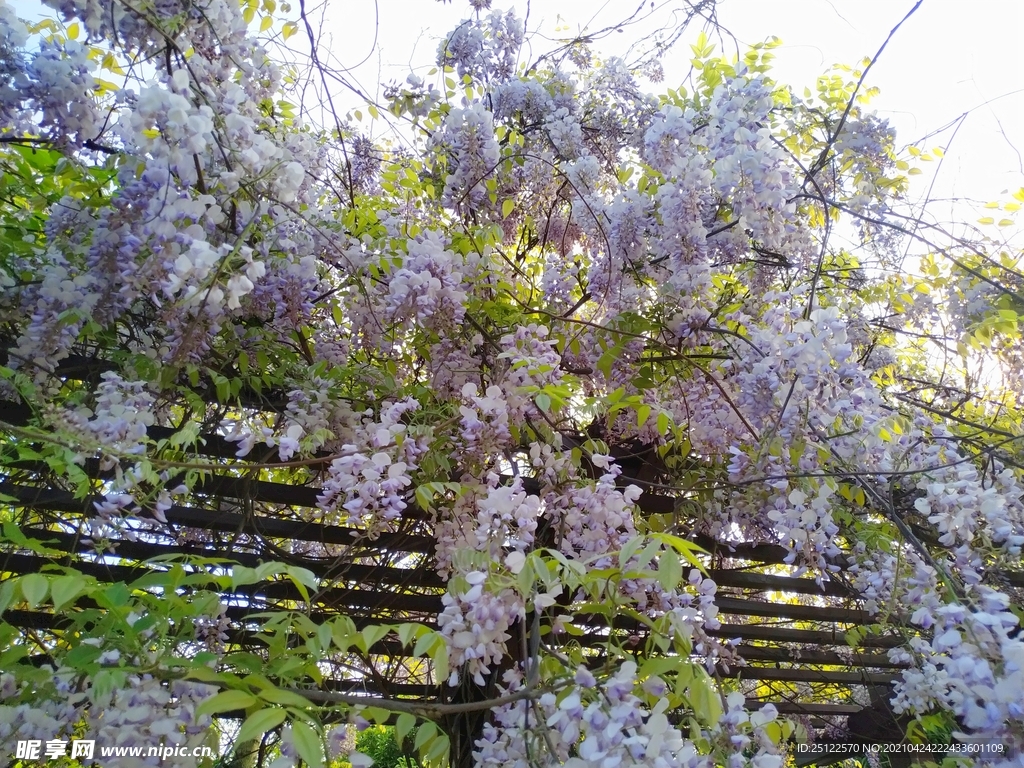 紫藤花