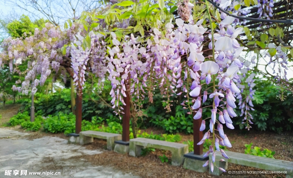 紫藤花