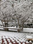 公园雪韵