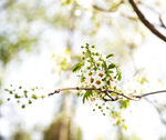 小白花