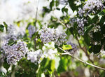 丁香花