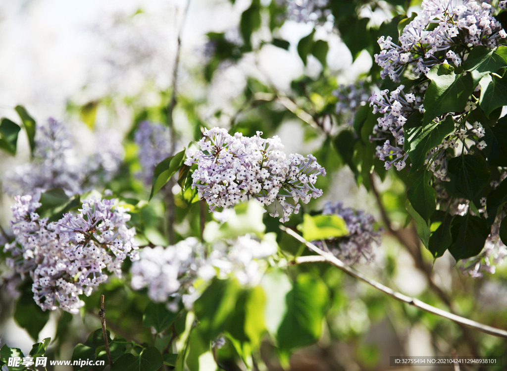 丁香花