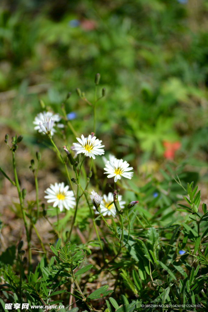 白色苦菜花